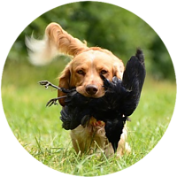 hunting-dog