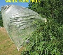Transpiration
