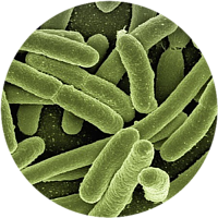 Bacteria