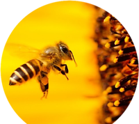 Bee Collecting Pollen
