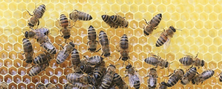 For The Best Health Benefits - Know What Are The Uses For Honey