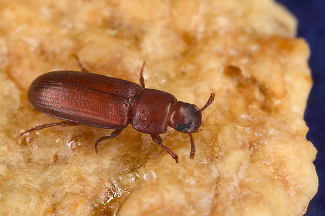 How To Save Your Flour From Pesky Flour Weevils - Are They Dangerous?