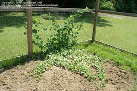 African Horned Cucumber