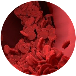 Red Blood Cells