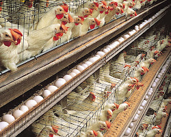 poultry: survivingsouth africa.co.za