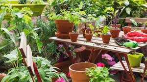 How to grow food in a survival situation?